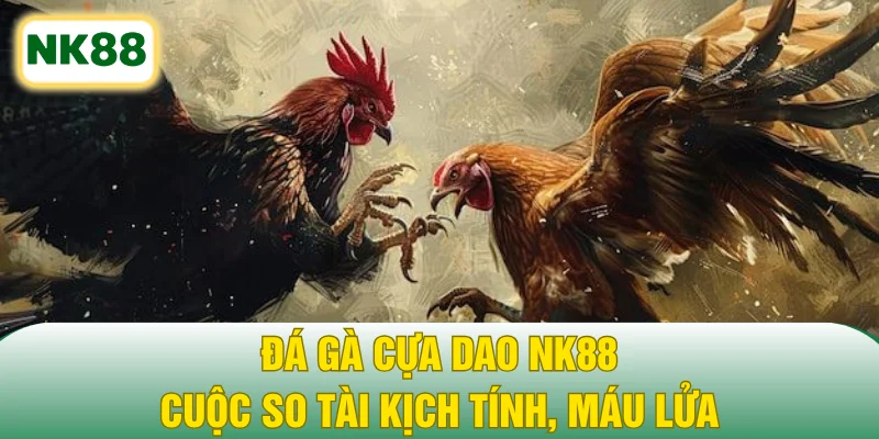 Đá Gà Cựa Dao NK88 - Cuộc So Tài Kịch Tính, Máu Lửa