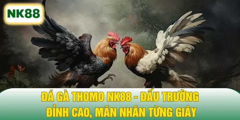 Đá Gà Thomo NK88 - Đấu Trường Đỉnh Cao, Mãn Nhãn Từng Giây