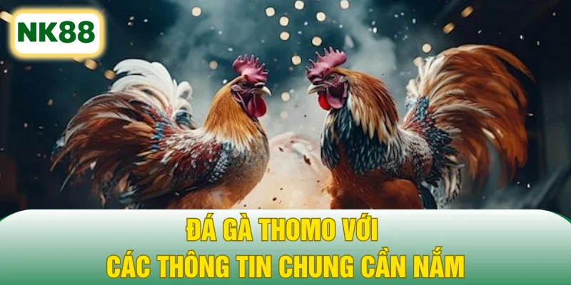 Đá gà Thomo với các thông tin chung cần nắm