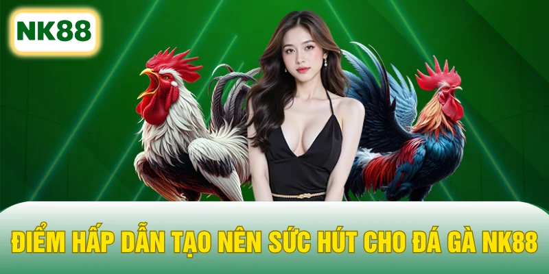 Điểm hấp dẫn tạo nên sức hút cho đá gà NK88