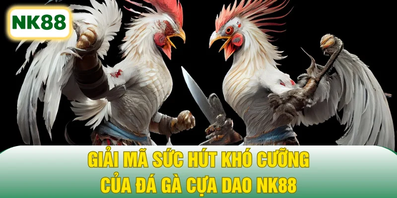 Giải mã sức hút khó cưỡng của đá gà cựa dao NK88