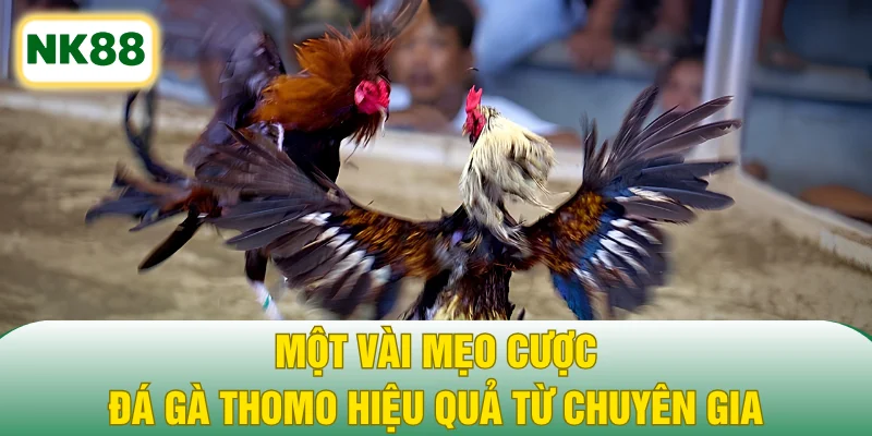 Một vài mẹo cược đá gà Thomo hiệu quả từ chuyên gia